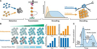 Techniques for Studying Decoding of Single Cell Dynamics